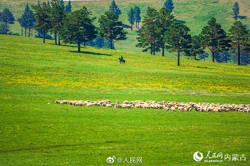 資料寫真、呼倫貝爾の草原