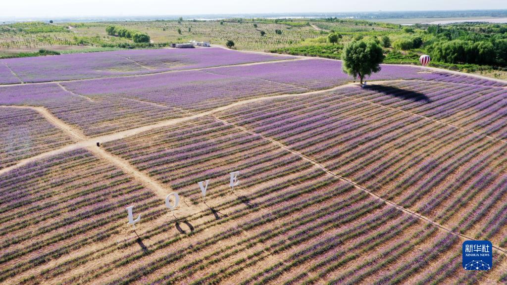 寧夏ラベンダー園で満開となったクマツヅラ（7月15日にドローンで撮影?王鵬）。