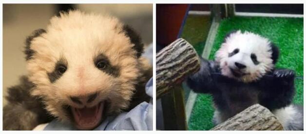 フランス生まれのパンダ「圓夢(mèng)」が中國(guó)へ