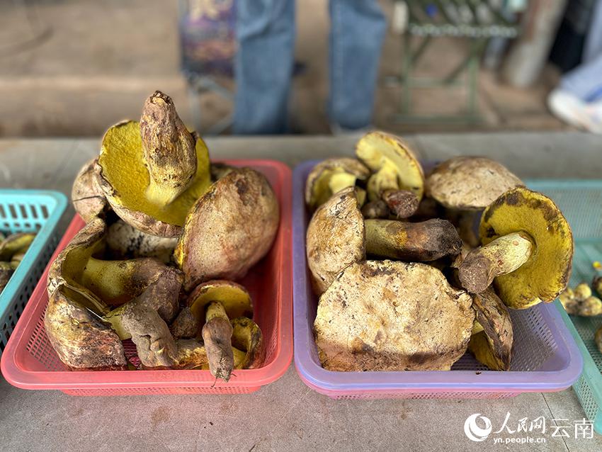 旬到來(lái)！「野生キノコの王國(guó)」のキノコ市場(chǎng)に活気　雲(yún)南省