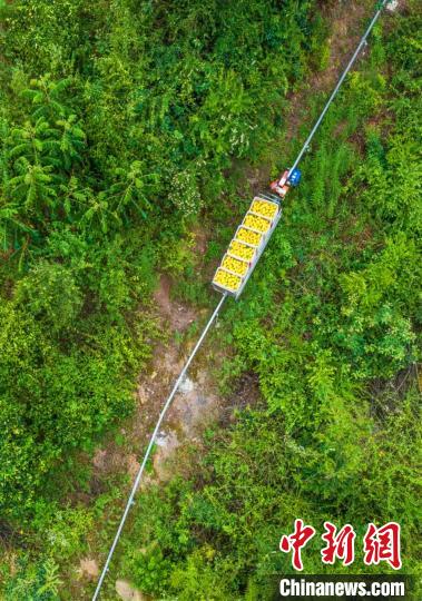 夏ミカンを満載して山の畑を走る農(nóng)業(yè)用ミニ列車（撮影?鄭家裕）