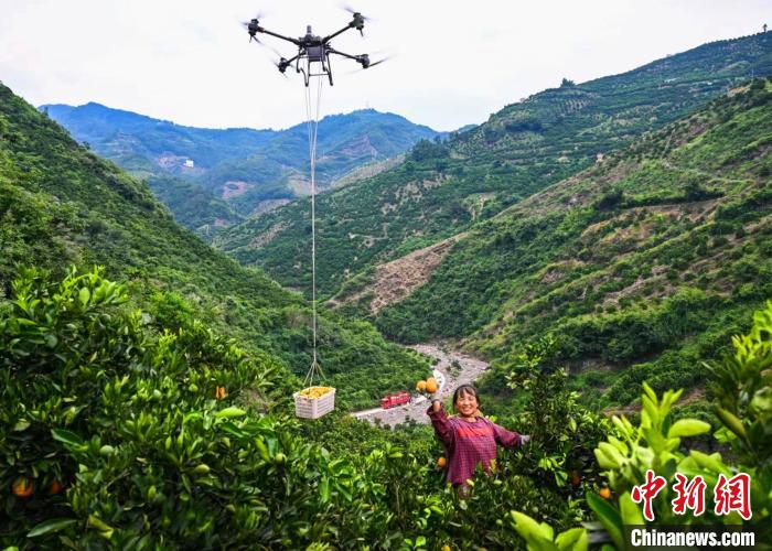 三峽ダムエリアの夏ミカン畑で活躍する「運(yùn)搬の神器」　湖北省