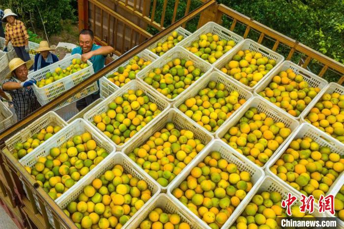 三峽ダムエリアの夏ミカン畑で活躍する「運(yùn)搬の神器」　湖北省