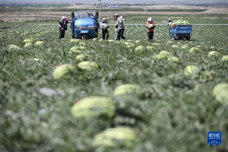 寧夏の中衛(wèi)市、複數(shù)の措置で緑が増加し砂漠が減少