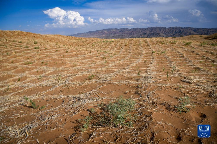 寧夏の中衛(wèi)市、複數(shù)の措置で緑が増加し砂漠が減少