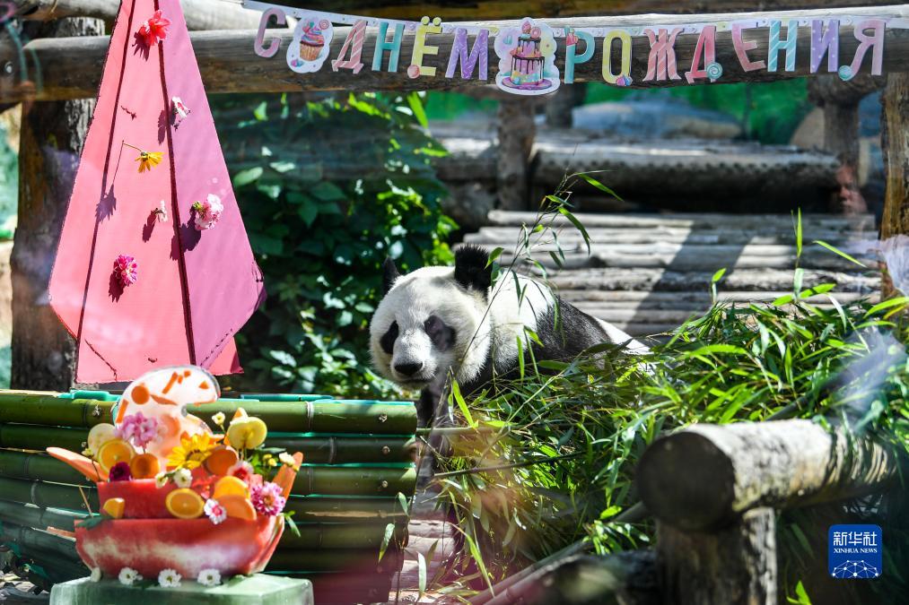 ロシア?モスクワにあるモスクワ動物園で、「バースデーケーキ」の橫で遊ぶジャイアントパンダ「丁丁」（7月30日撮影?曹陽）