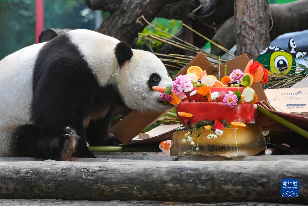 ロシアに貸與中のパンダ「如意」と「丁丁」の誕生會(huì)　モスクワ