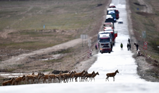 7月28日、青蔵公路を渡って三江源地區(qū)の生息地に戻るチルーの群れ。撮影?張宏祥