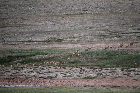 7月28日、青蔵公路を通過して三江源地區(qū)の生息地に戻るチルーの群れ。撮影?張宏祥