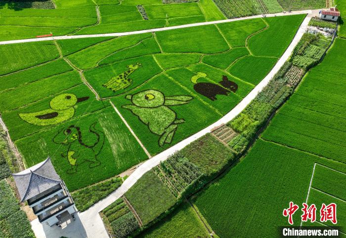 安徽省黃山市休寧県商山鎮(zhèn)蓀田村の田んぼアート（8月2日、ドローンによる撮影?施亜磊）