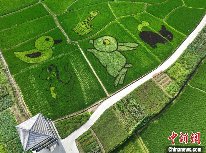 黃山市の稲田に描かれた動(dòng)物たちの田んぼアート　安徽省