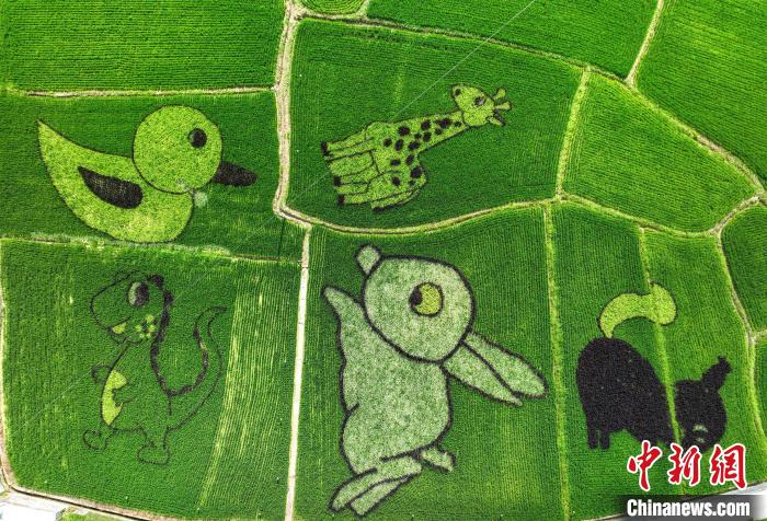 黃山市の稲田に描かれた動(dòng)物たちの田んぼアート　安徽省
