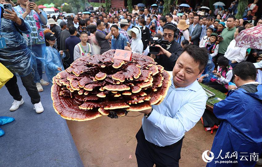 「キノコ王」選出イベント開催　848グラム「マツタケ王」は6.8萬元　雲(yún)南省南華