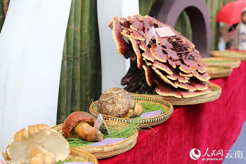 「キノコ王」選出イベント開催　848グラム「マツタケ王」は6.8萬元　雲(yún)南省南華