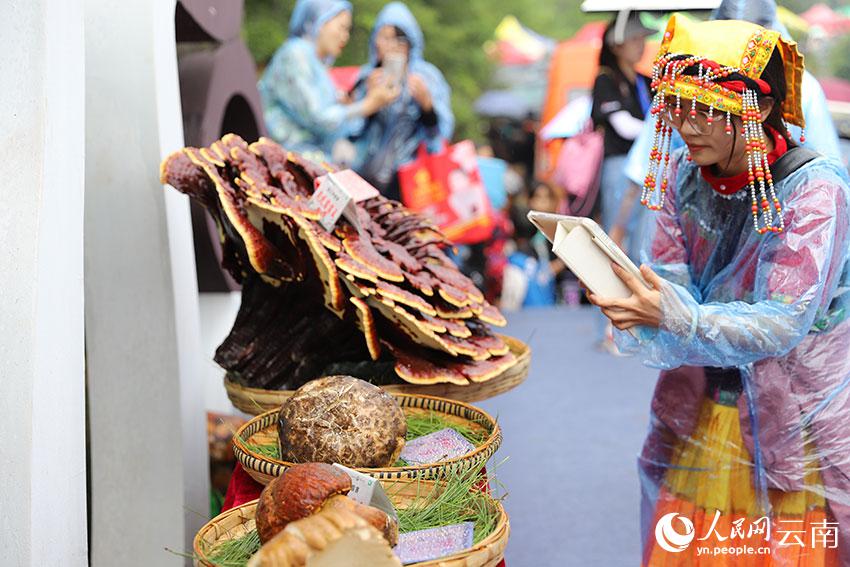 「キノコ王」選出イベント開(kāi)催　848グラム「マツタケ王」は6.8萬(wàn)元　雲(yún)南省南華