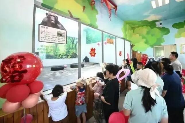 チンパンジーの「多多」と「珍妮」が秦嶺でゴールイン　陝西省