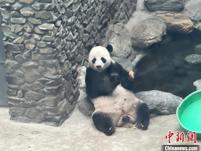 パンダ「奧運」が15歳に　特製アイスケーキに舌鼓　湖北省