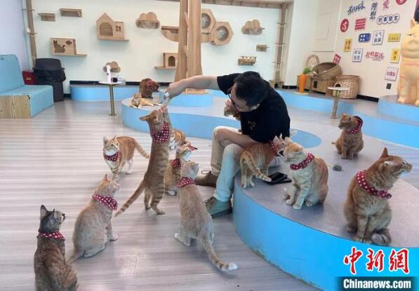 保護団體が運営する貓カフェに「再就職」した野良ネコ40匹　湖北省武漢