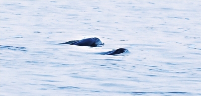 戯れるスナメリ2頭。