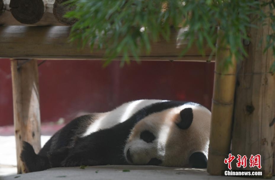パンダの「麗麗」が18歳に　浙江省杭州