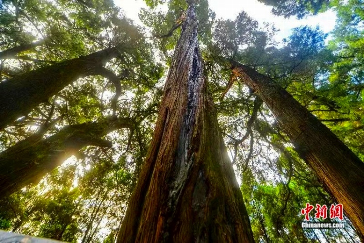 剣閣柏（撮影?曾正強(qiáng)）。