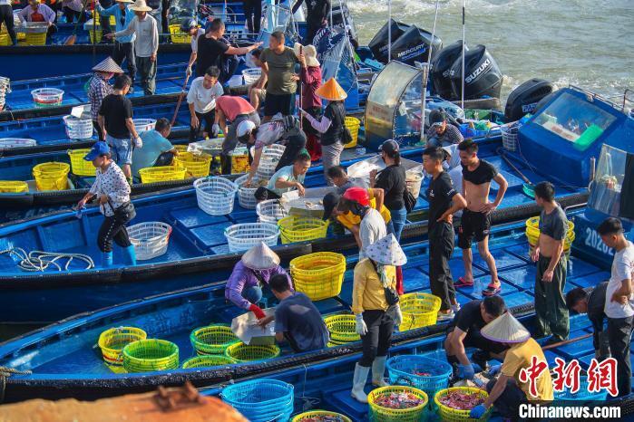 広西?北海の港灣ふ頭に現(xiàn)れた「魚市場」　漁解禁後初の漁獲がずらり