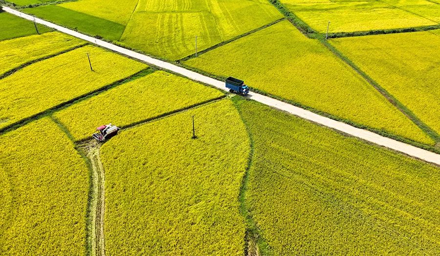 広大な田畑で収穫作業(yè)をするコンバイン（撮影?陳家楽）。