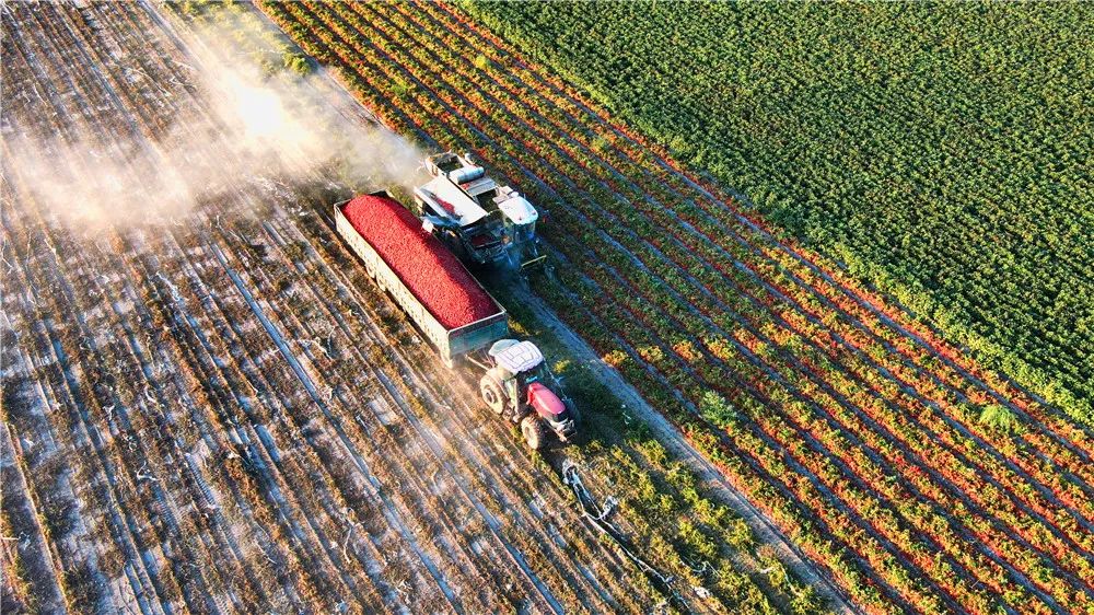 トマトを収穫する新疆維吾爾（ウイグル）自治區(qū)昌吉回族自治州瑪納斯（マナス）県の村民（撮影?馬瑜）。