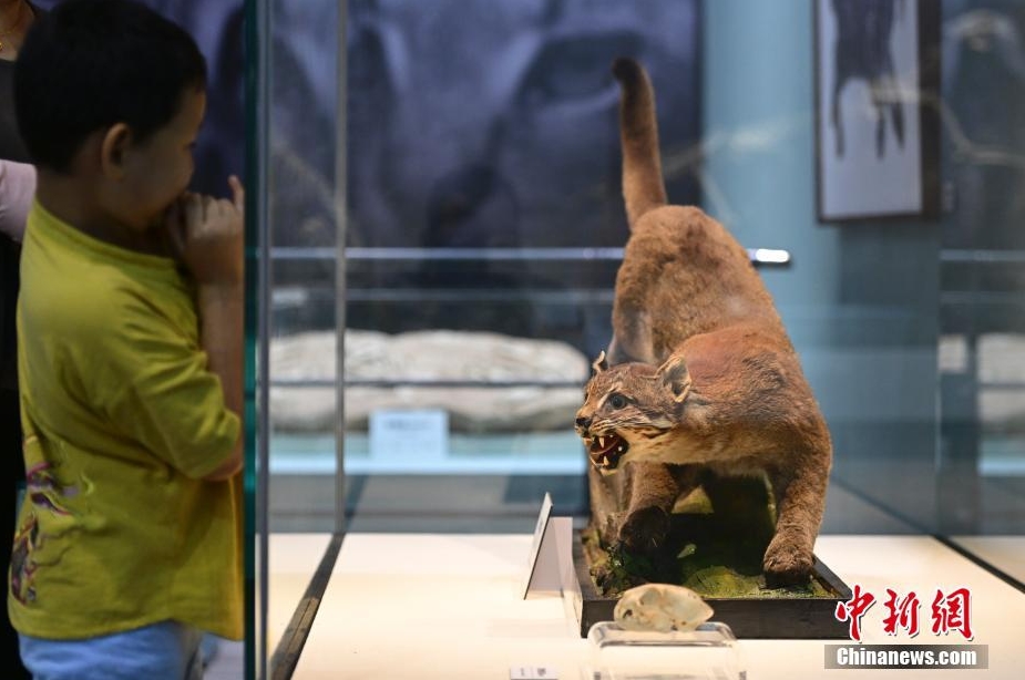 「貓の起源-ネコ科動物の進化」展が國家自然博物館で開幕　北京