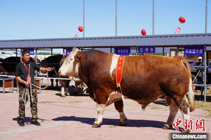 オークションにかけられた牛（撮影?梁永峰）。