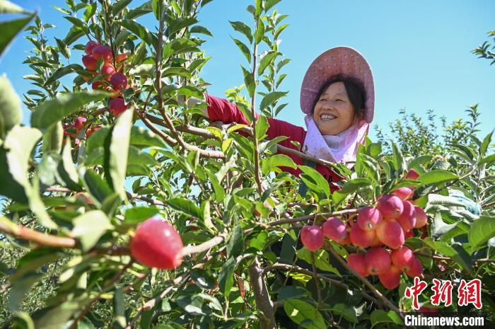 豊作を迎えたカイドウの実　新疆呼図壁