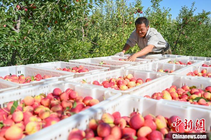 豊作を迎えたカイドウの実　新疆呼図壁