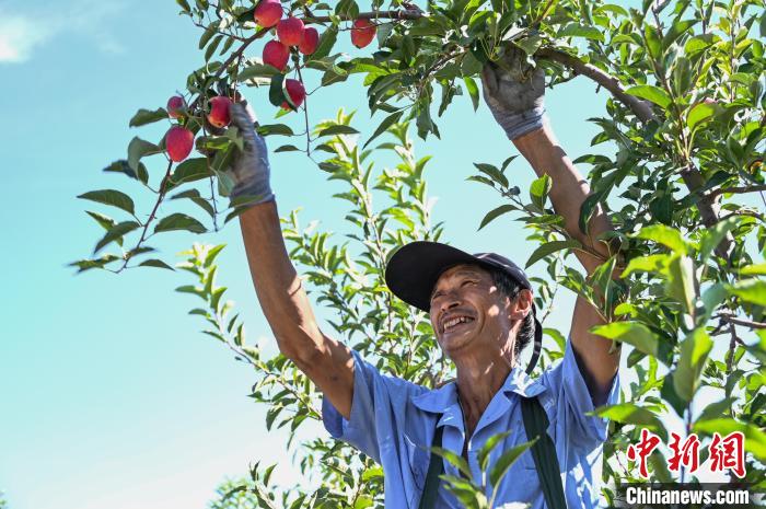 豊作を迎えたカイドウの実　新疆呼図壁