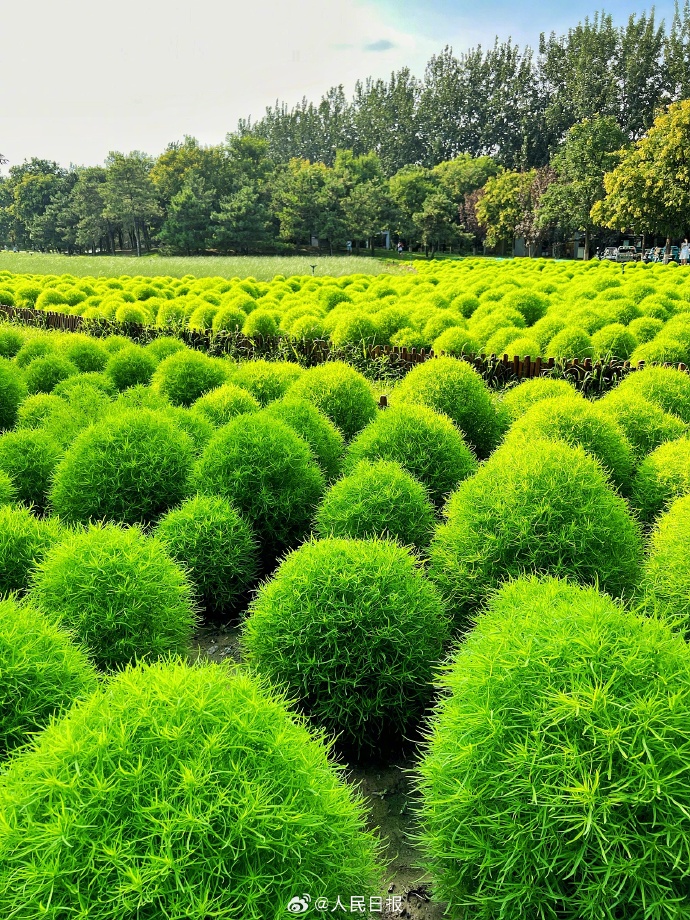 鮮やかな緑が美しい北京オリンピック森林公園