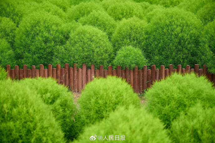 鮮やかな緑が美しい北京オリンピック森林公園