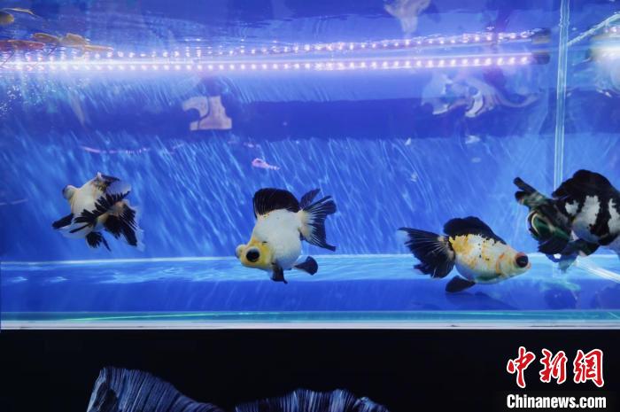 北京の恭王府に金魚を見に行こう！