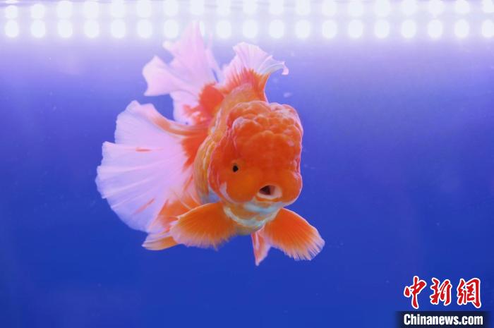 北京の恭王府に金魚(yú)を見(jiàn)に行こう！