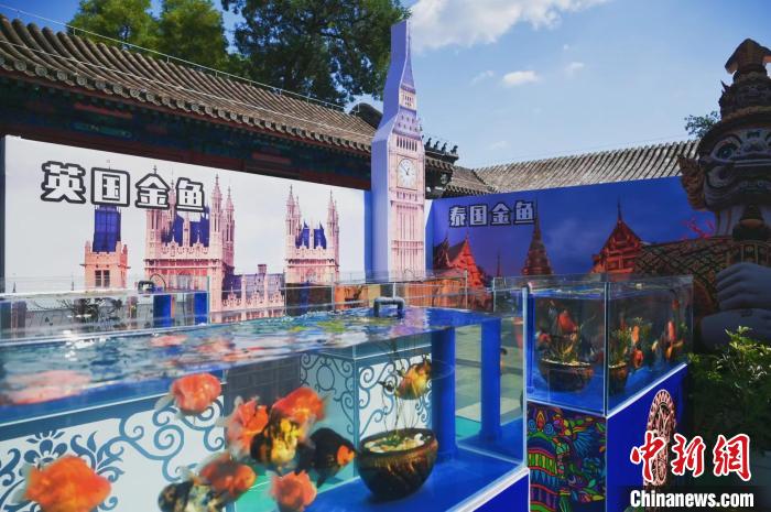 北京の恭王府に金魚を見に行こう！