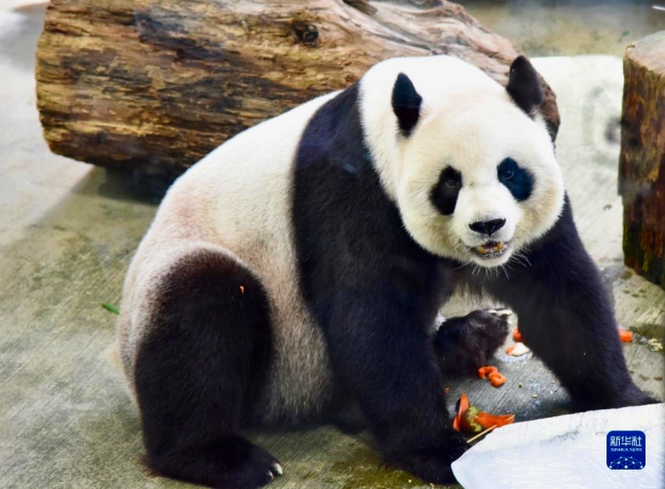 特製の誕生日ケーキを食べる「圓圓」（8月30日撮影?王承昊）。