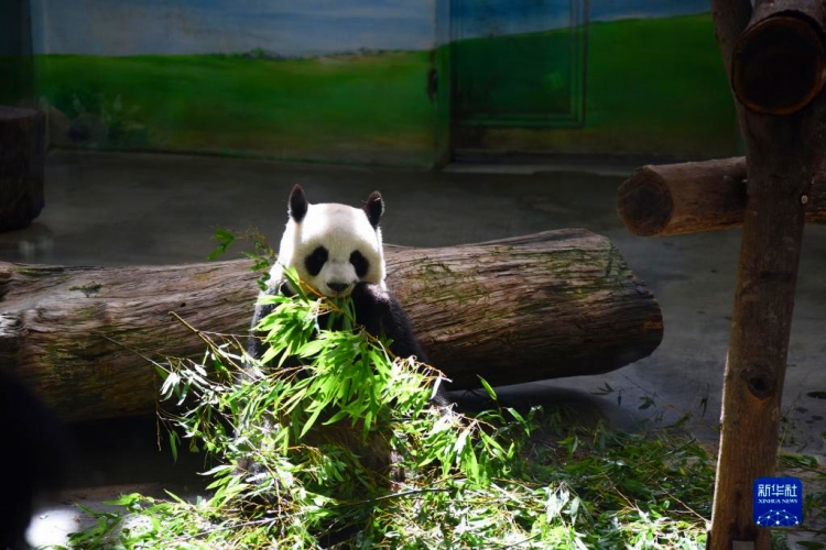 笹の葉を食べる「圓圓」（8月30日撮影?王承昊）。