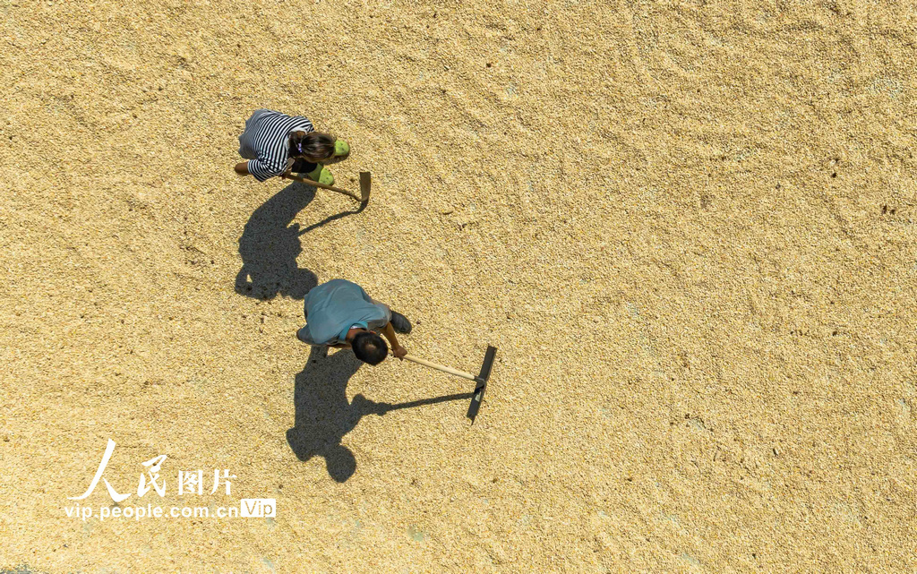 秋の天日干し「曬秋」に勤しむ農(nóng)民　貴州省黔西