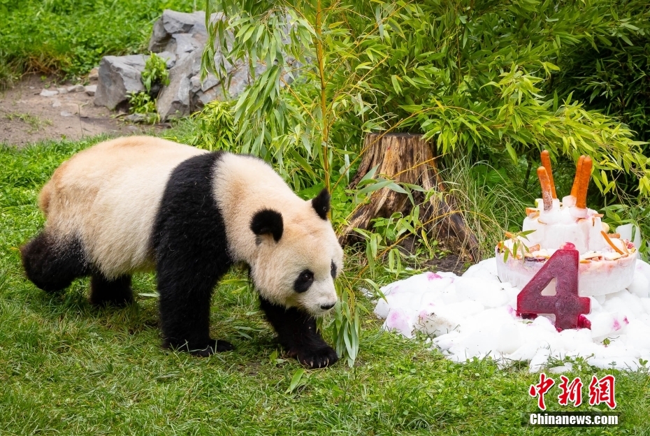 ドイツで飼育されている雙子パンダ「夢想」と「夢円」が4歳に