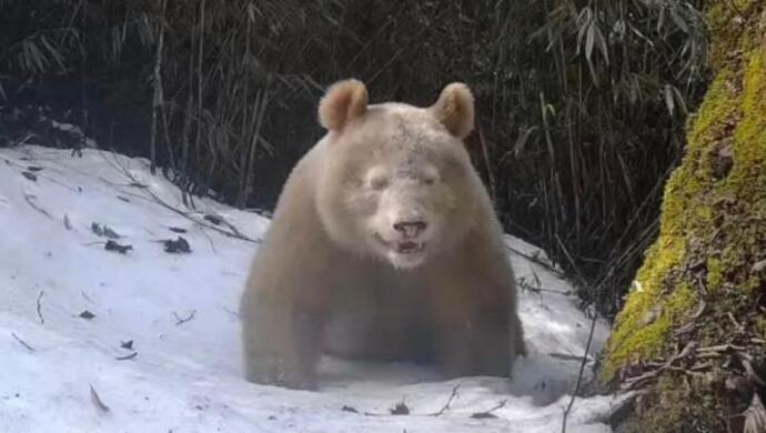 世界で唯一の白いパンダ、性別は雄と判明　四川省