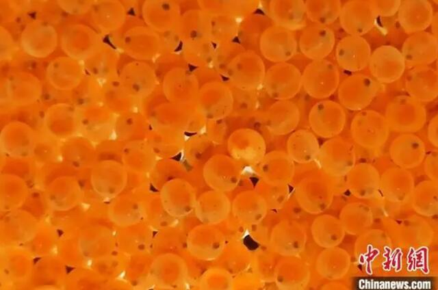デンマークから購入してきたサーモンの卵（資料寫真）
