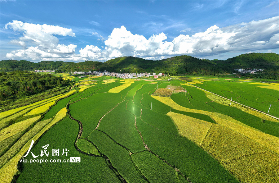 豊作が見込まれる美しい稲田　湖南省桂陽