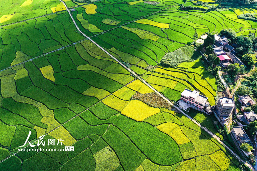 豊作が見込まれる美しい稲田　湖南省桂陽