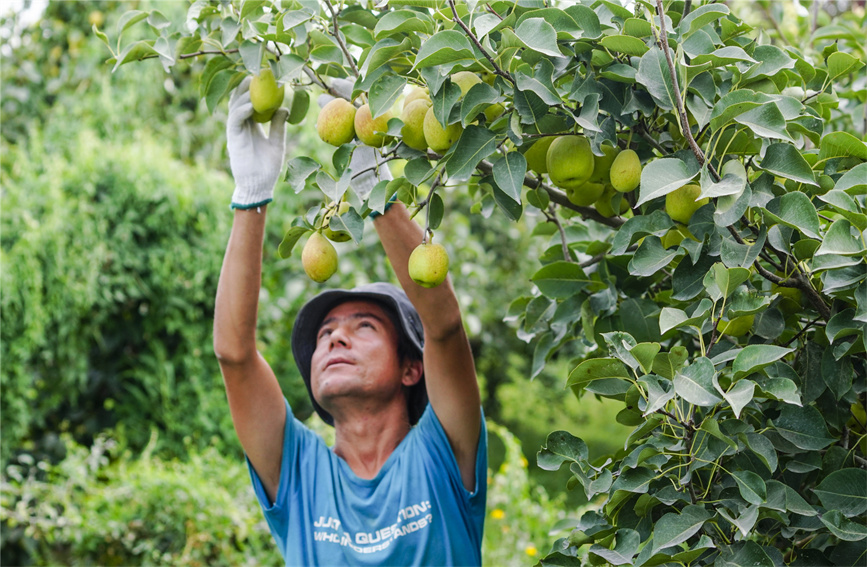 食欲の秋が來た！収穫シーズン迎えた新疆の「庫爾勒香梨」