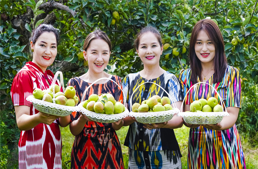 食欲の秋が來た！収穫シーズン迎えた新疆の「庫爾勒香梨」