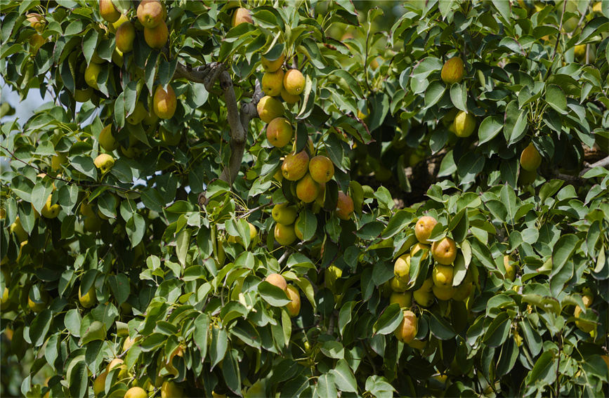 食欲の秋が來(lái)た！収穫シーズン迎えた新疆の「庫(kù)爾勒香梨」