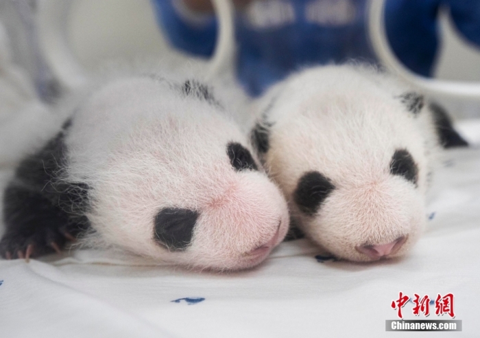 8月7日に生後30日を迎えた韓國?エバーランドのパンダの雙子の赤ちゃん(左が姉、右が妹、寫真提供?エバーランド)。
